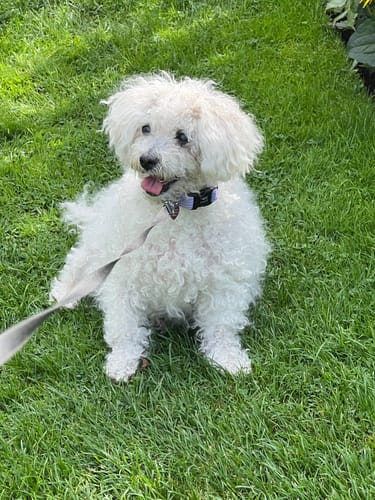 Customer photo review of Blueberry Spa™ No Rinse Facial Wash + Shampoo with Blueberry & Colloidal Oatmeal for Dogs