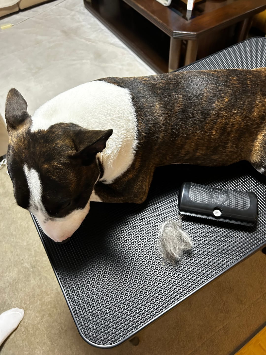 Customer photo review of Dog Deshedding Comb - Dog, Horse & Cat - Black