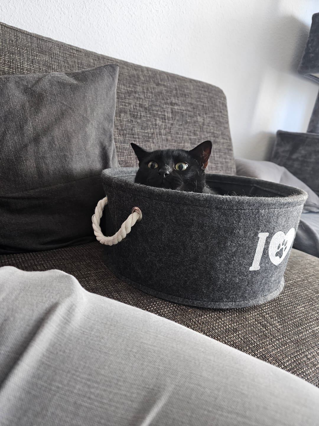 Customer photo review of Katzen Gesundheits Ratgeber von Majescats