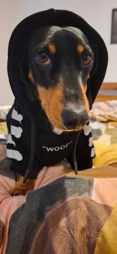 Customer photo review of "WOOF" Dog Hoodie - Black & Reflective