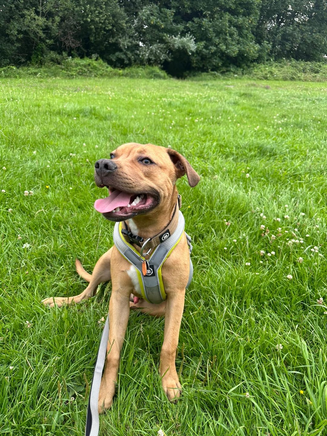 Customer photo review of Slip on Harness | Foam Padded - Metal Grey x Neon