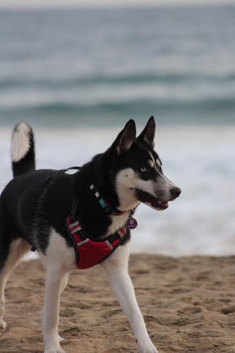 Customer photo review of Placa Morada