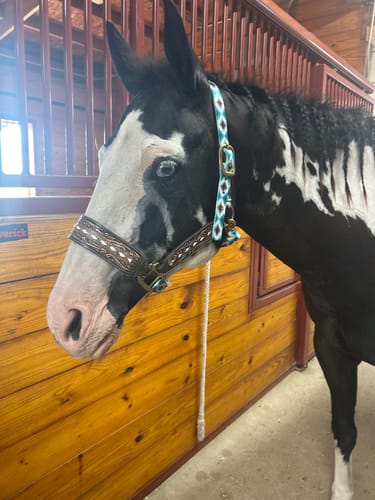 Customer photo review of BRAYDEN TOOLED LEATHER BRONC HALTER BY TACKTICAL™