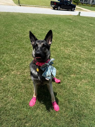 Customer photo review of WagWellies® Mojave