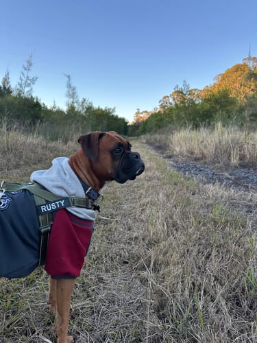 Customer photo review of Dog Varsity Jacket - Grey Red