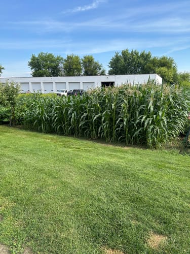 Customer photo review of Remedy Attribute II Sweet Corn (Roundup Ready)
