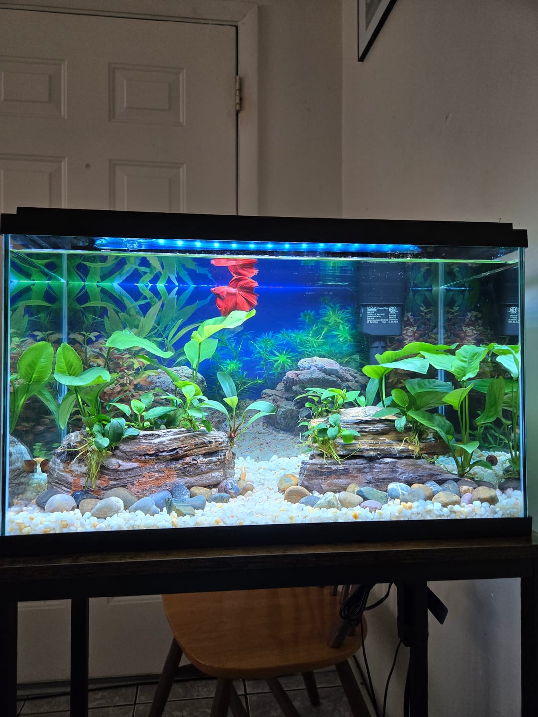 Customer photo review of Super Red Halfmoon Male Betta Fish