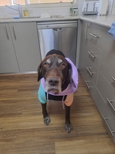 Customer photo review of Cyber Punk Dog Hoodie