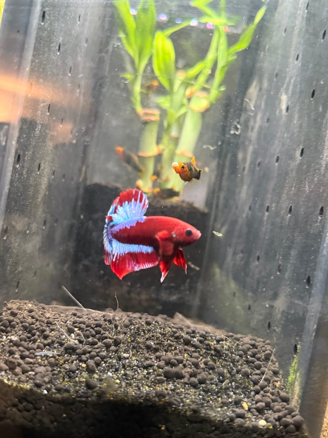 Customer photo review of Hellboy Plakat Male Betta Fish | Order Directly From Farm | You Pick Fish