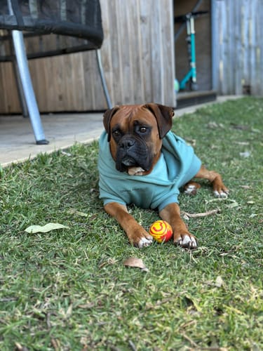 Customer photo review of Essential Dog Hoodie - Teal