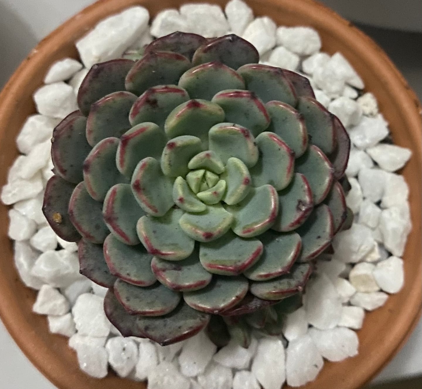 Customer photo review of Echeveria 'Luna Rose'
