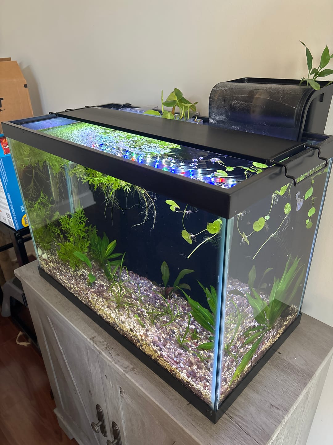 Customer photo review of FritzZyme 7 Freshwater Live Bacteria