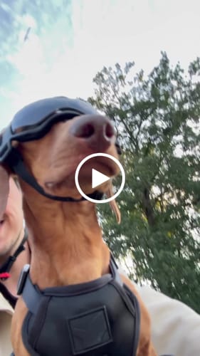 Customer video review of Kvisp Dog Bike Carrier