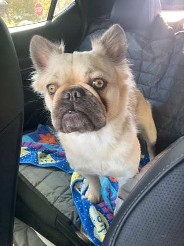 Customer photo review of Digestit Pet
