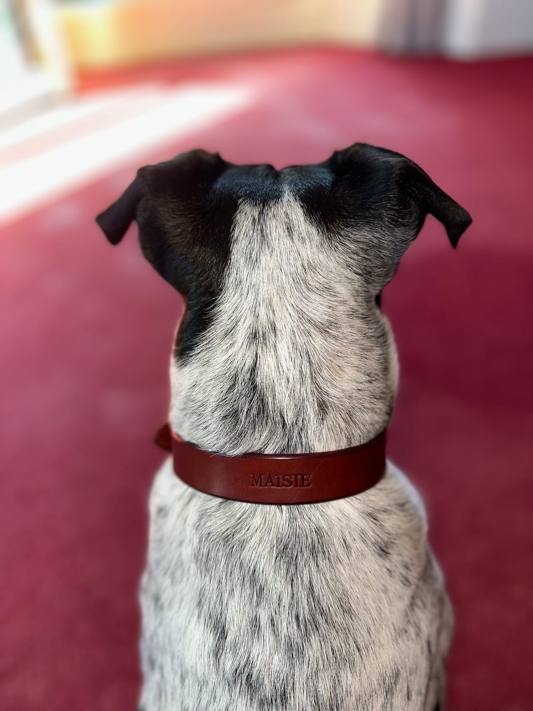 Customer photo review of Dog Collar