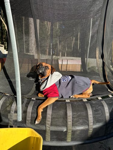 Customer photo review of Dog Varsity Jacket - Grey Red