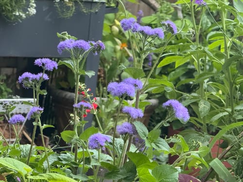 Customer photo review of Blue Planet Ageratum  Seeds