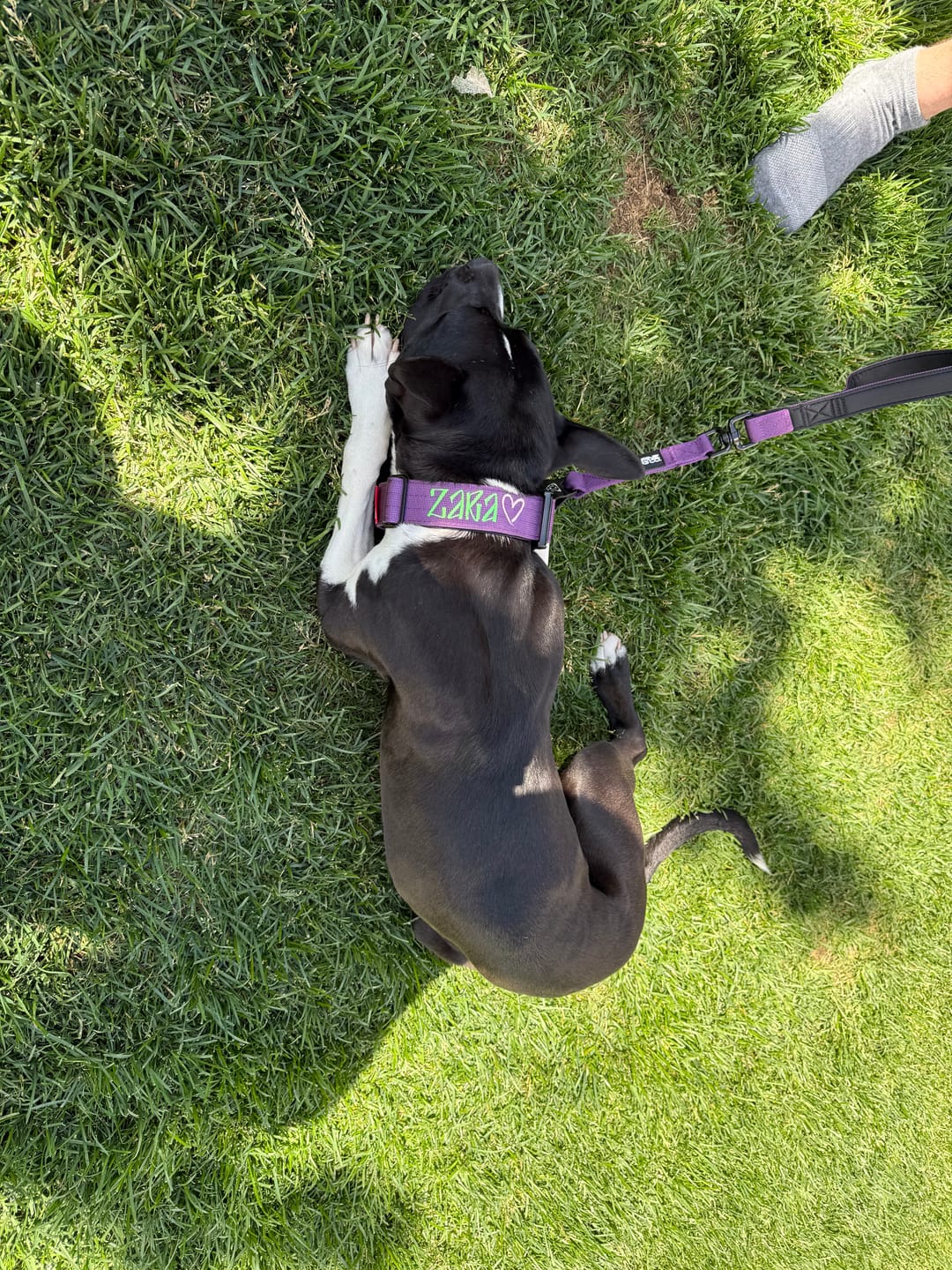 Customer photo review of Tacti Dog Leash - Grape