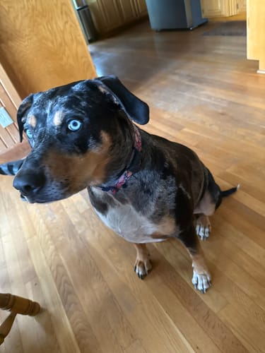Customer photo review of FurLife™ 12 Months Flea and Tick Free