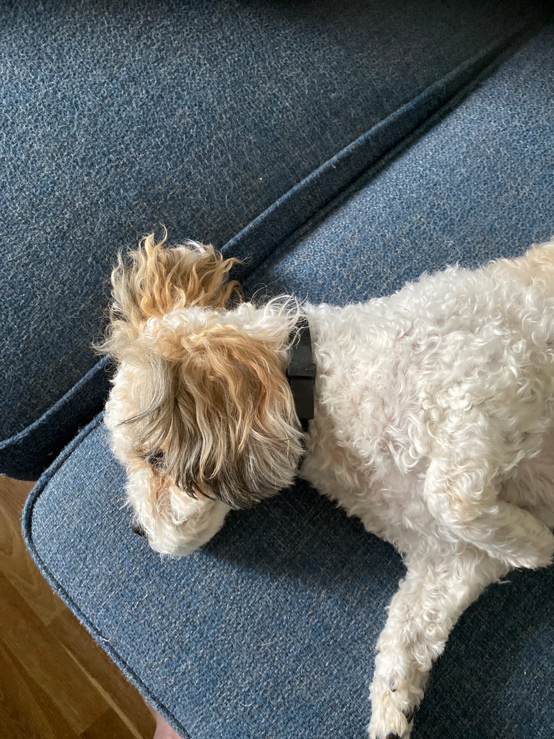 Customer photo review of Fästinghalsband för både hund & katt