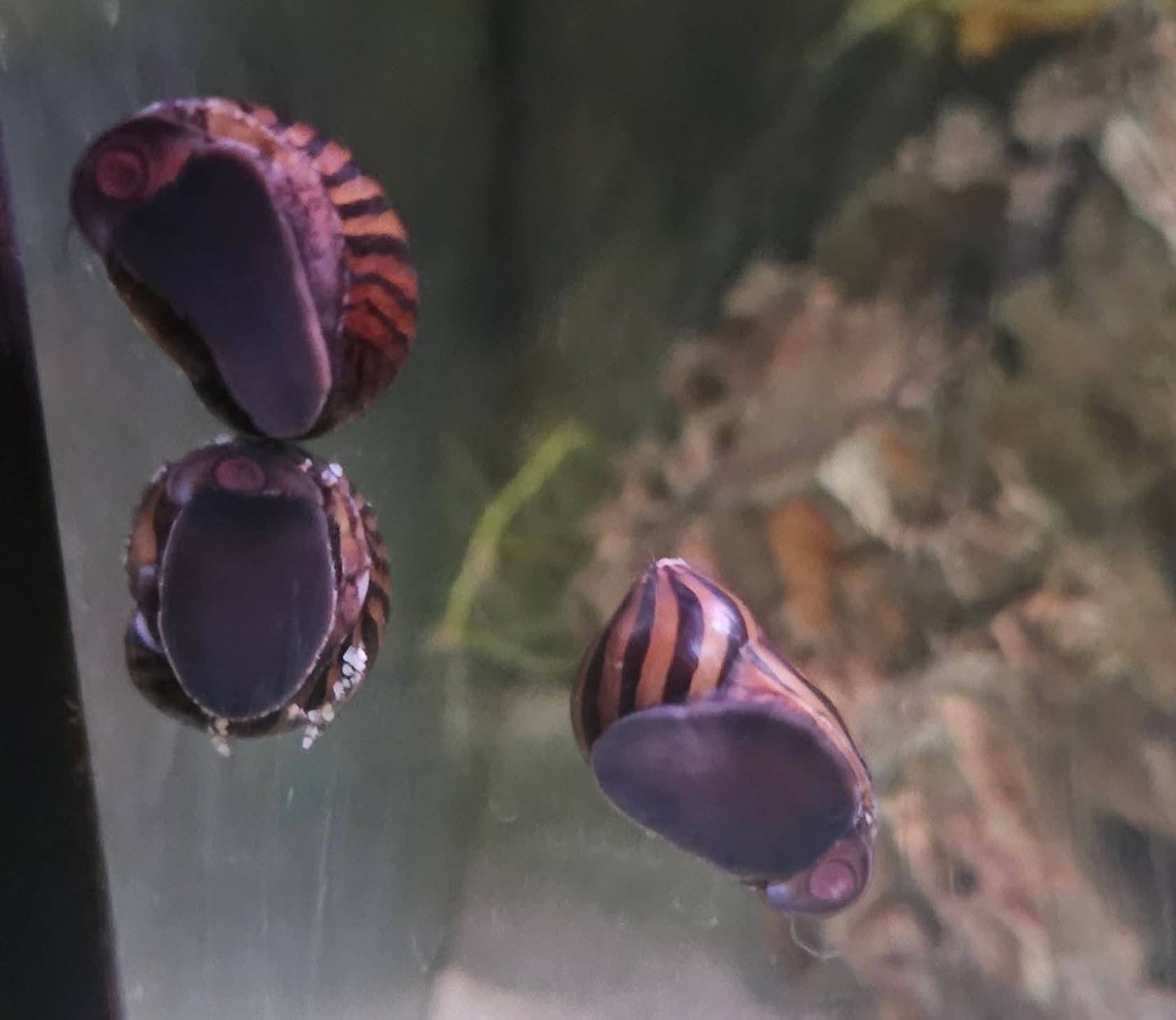 Customer photo review of Nerite Snail Bundle | Saving Pack