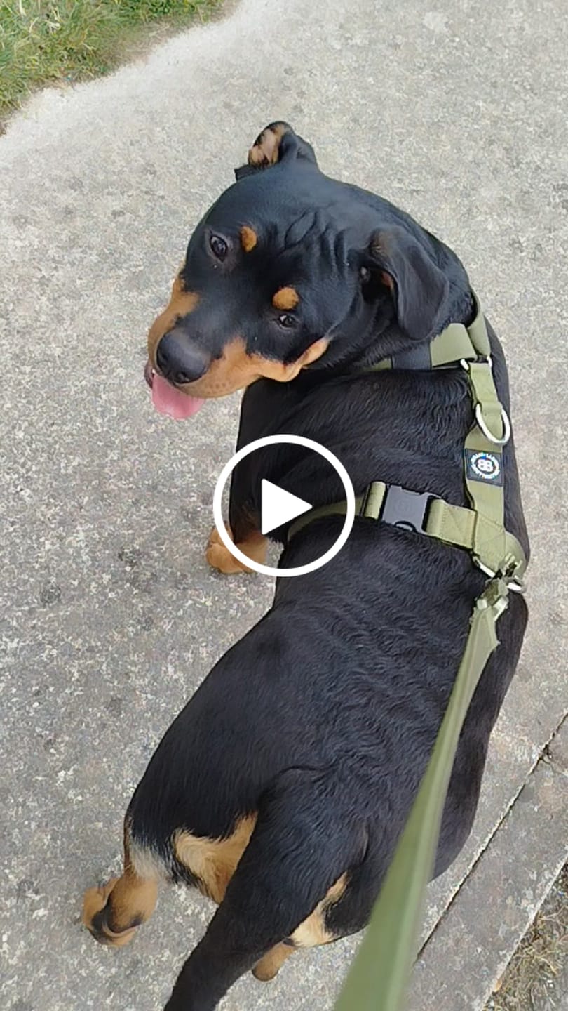 Customer video review of Training Anti Pull TRI-Harness® | M-XL Breeds - Khaki