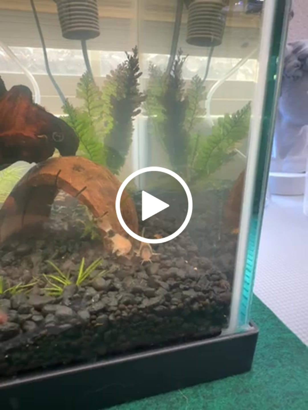 Customer video review of Panda Cory Catfish