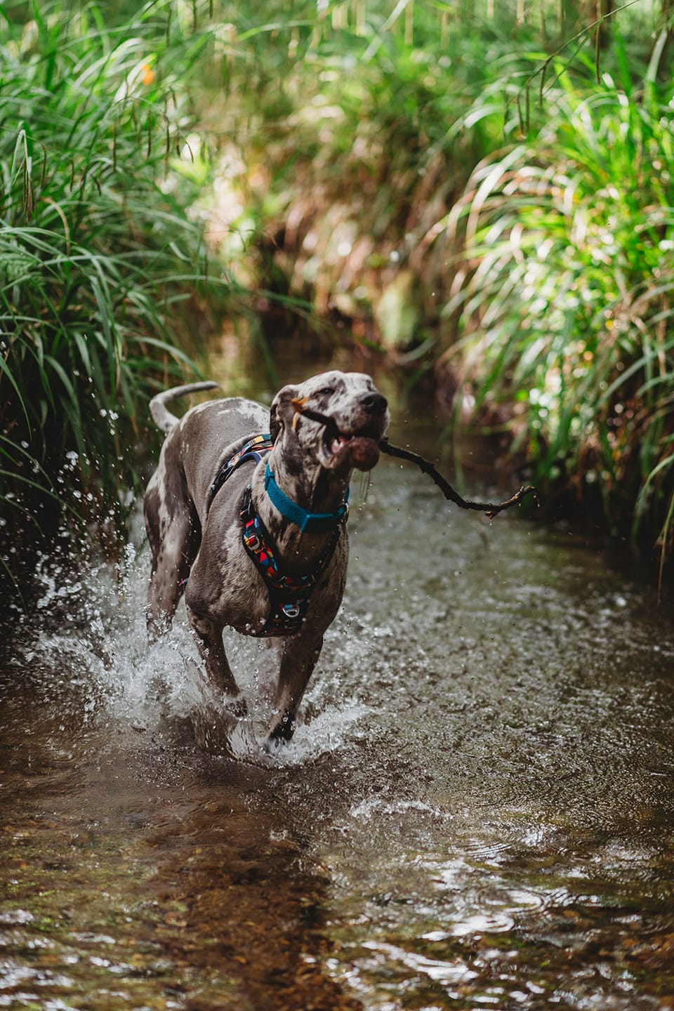 Customer photo review of Tidal Waterproof Collar
