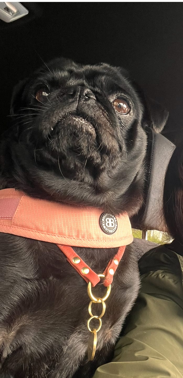 Customer photo review of Boomerang Harness - XS-M Breeds - Pink