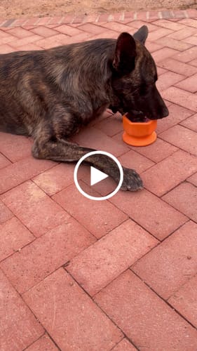 Customer video review of Ultimate Tough Chewer Dog Toy Set – 3 Durable Enrichment Bones
