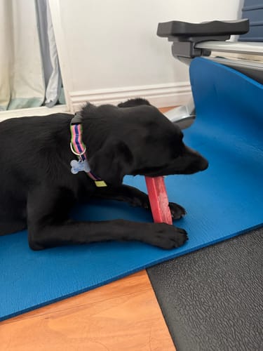 Customer photo review of 4-Stick Yak Chew Pack – Mint, Banana, Strawberry & Pumpkin