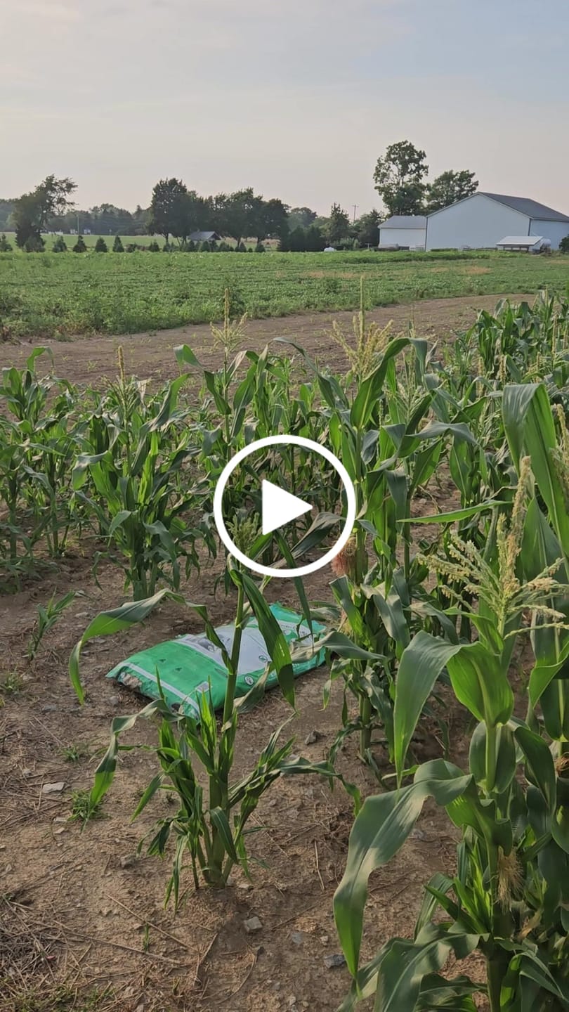 Customer video review of Quick Trip Attribute II Sweet Corn (Roundup Ready)