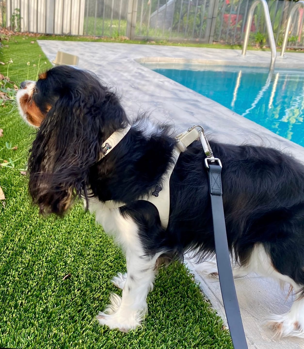Customer photo review of Boneflex+ Ultra Ivory Collar