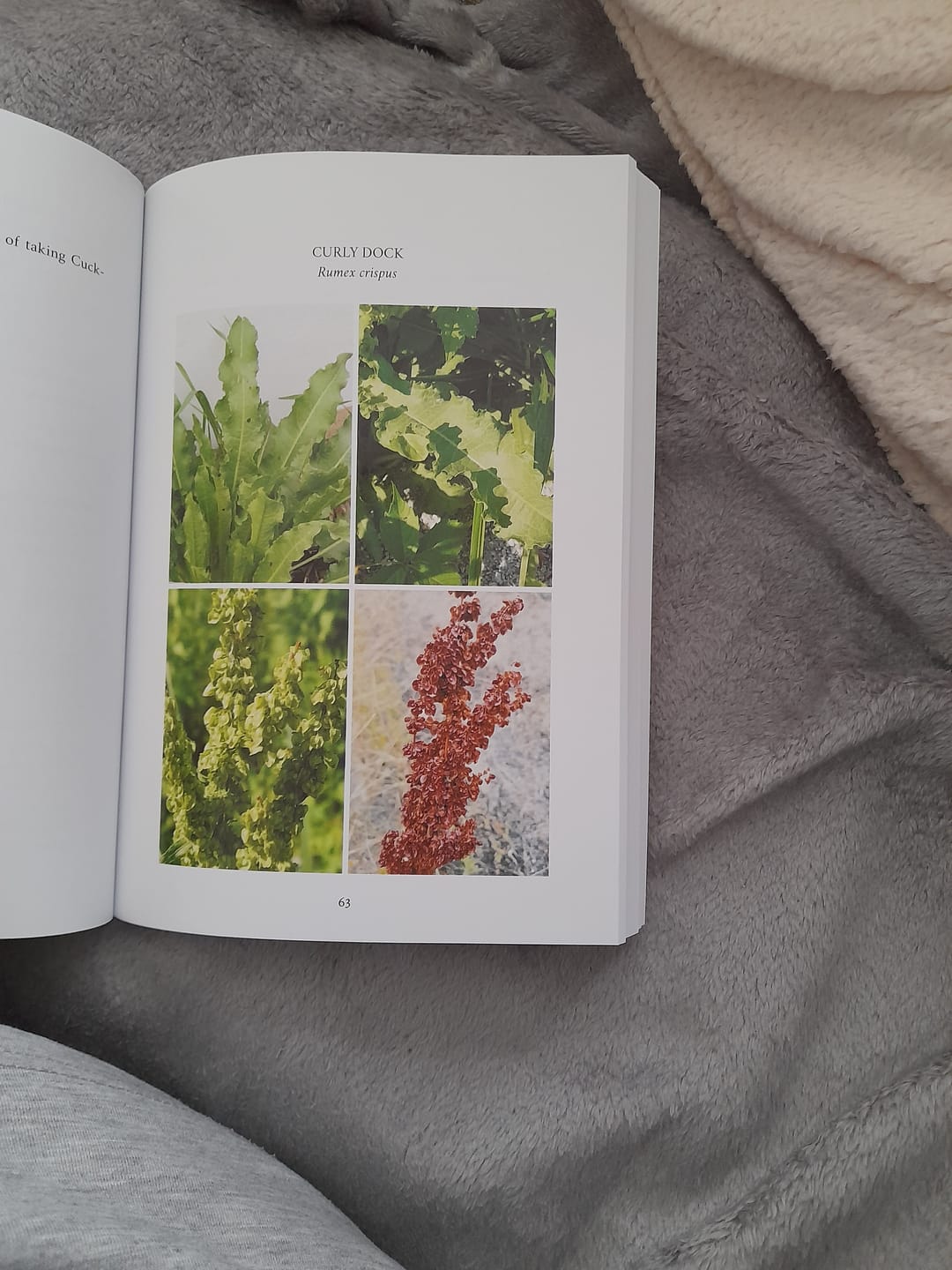 Customer photo review of Edible and Medicinal Wild Plants of Britain and Ireland