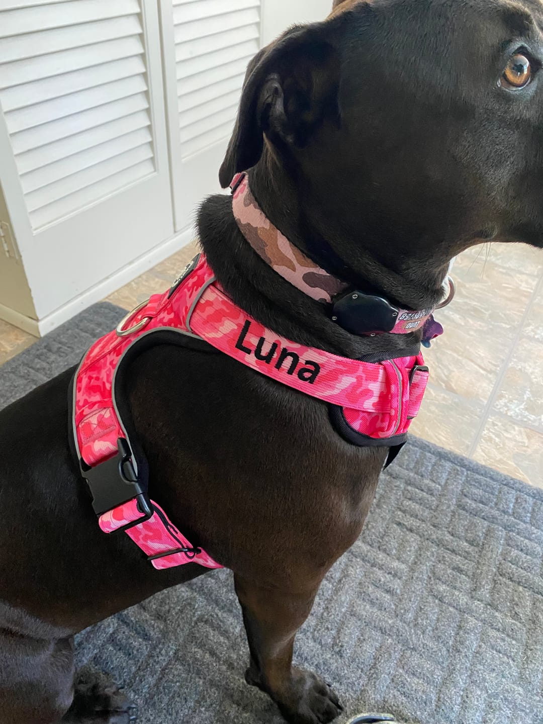 Customer photo review of Comfort Premium Harness | Non Restrictive - Bubblegum