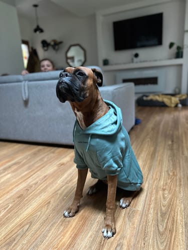 Customer photo review of Essential Dog Hoodie - Teal