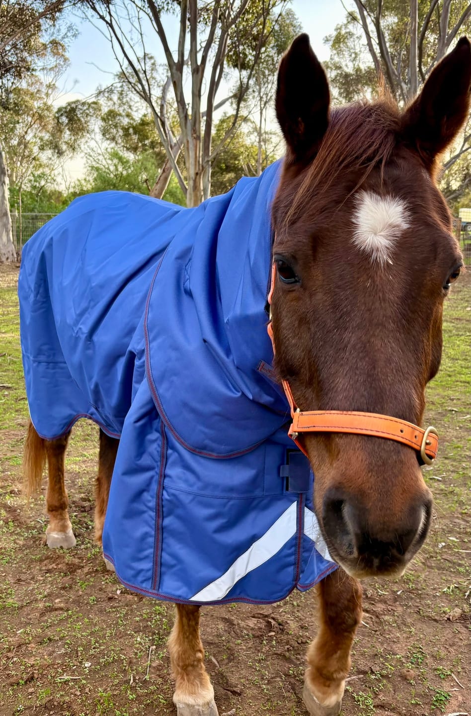 Customer photo review of LE Boxter Turnout 100g