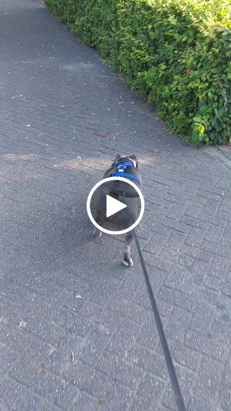 Customer video review of Training Anti Pull TRI-Harness® | M-XL Breeds - Blue