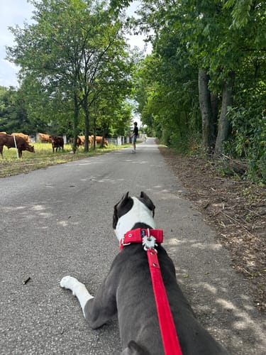 Customer photo review of Active obroża i smycz - Active Set Czerwona