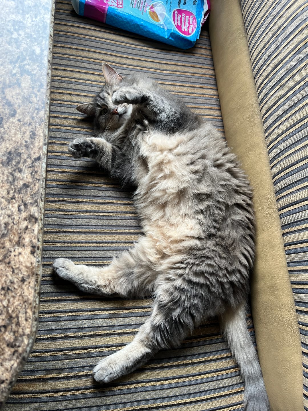 Customer photo review of Noba Mist Catnip Spray - 100% Natural Entertainment and Relaxation for Your Cat