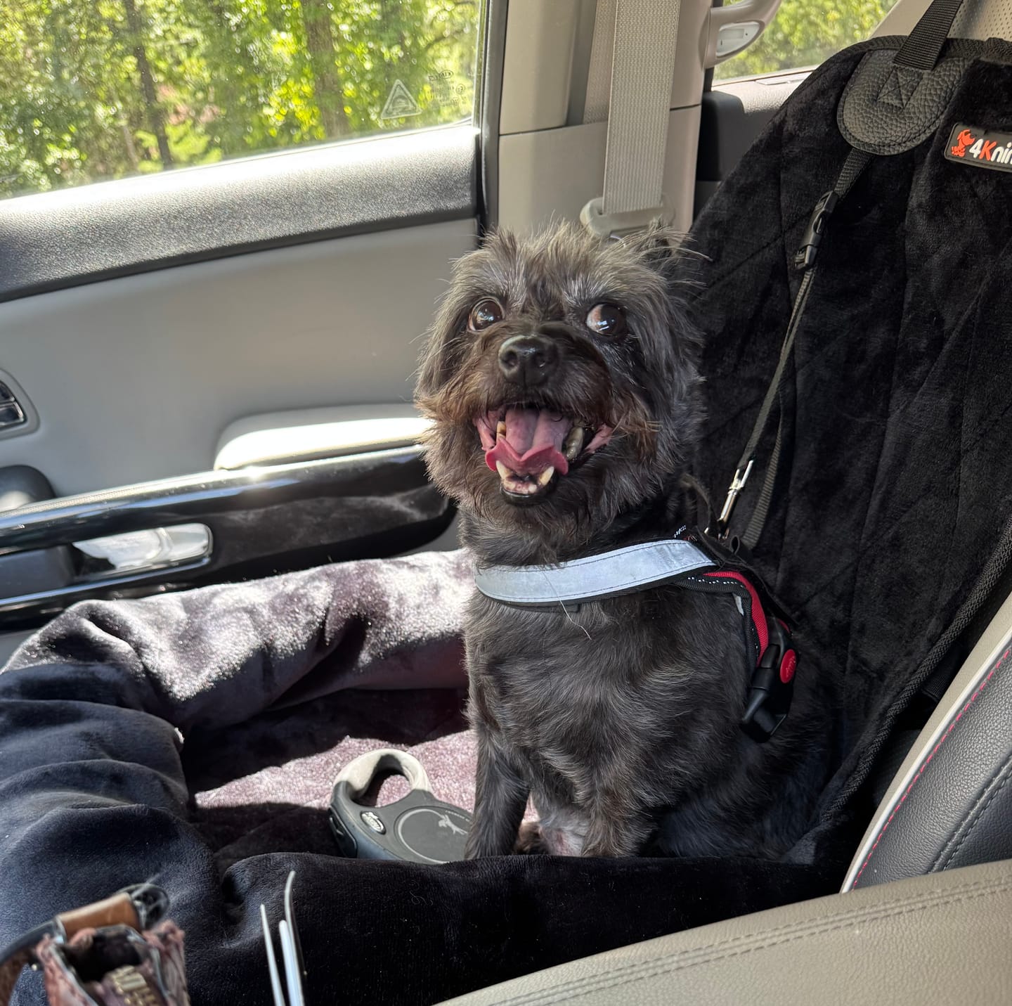 Customer photo review of Dog Car Seat – Plush Travel Dog Bed for Small and Medium Dogs