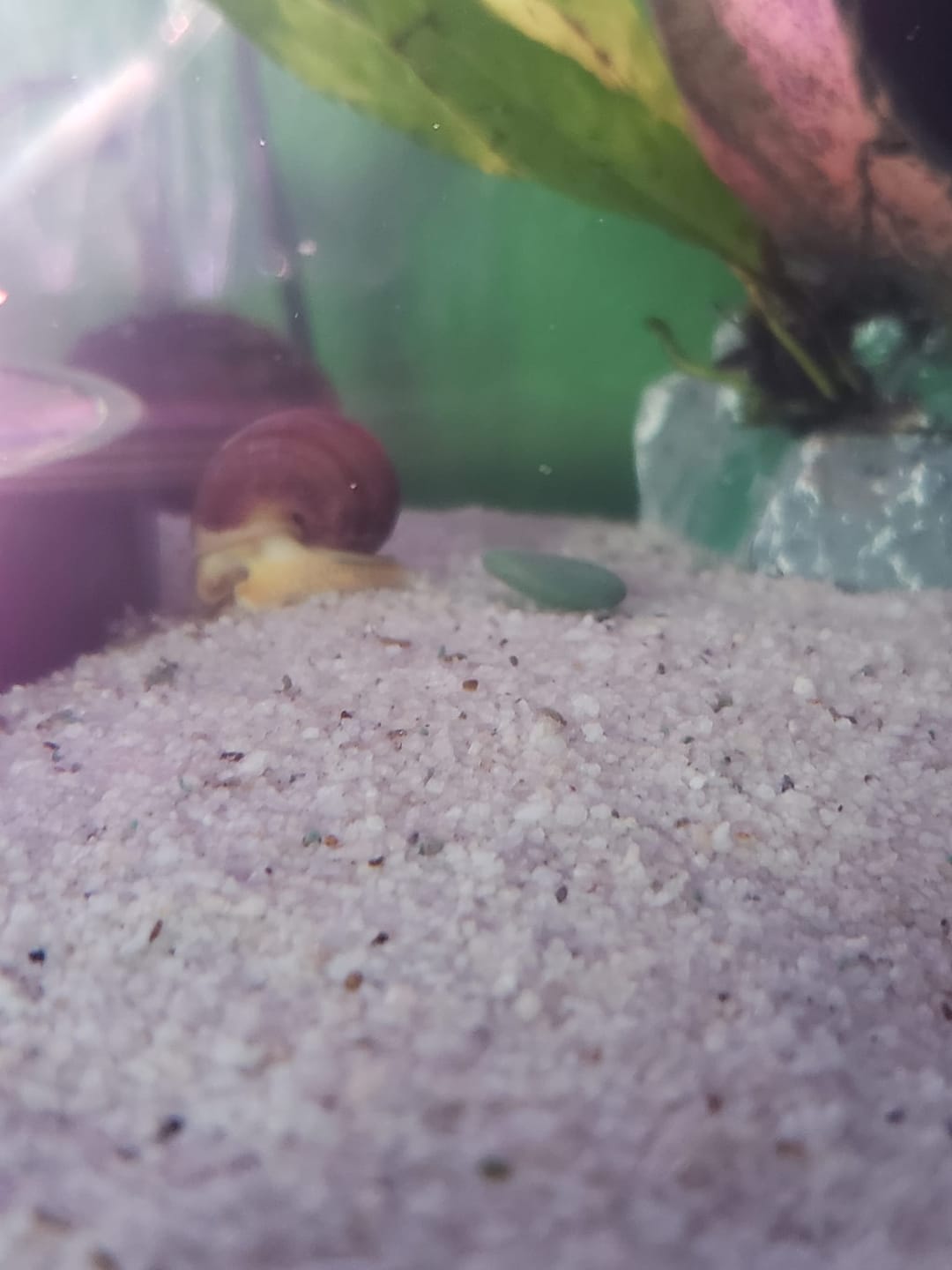 Customer photo review of Magenta Mystery Snail
