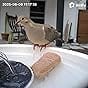 Customer photo review of Birdfy Bath Pro - Smart Bird Bath with Camera