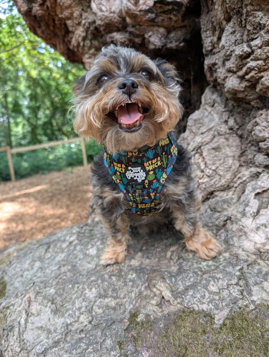Customer photo review of Bit of a prick harness