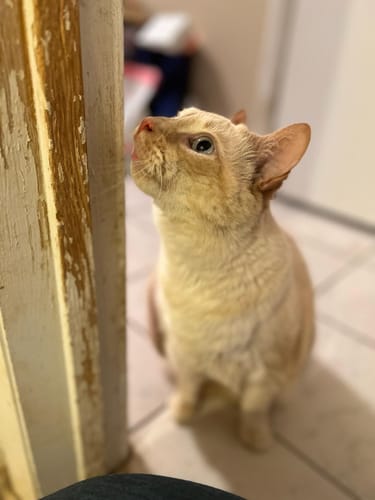 Customer photo review of Organic Coconut CBD Oil : 4 oz - 1,400mg : Anxiety & Calming Relief Blend