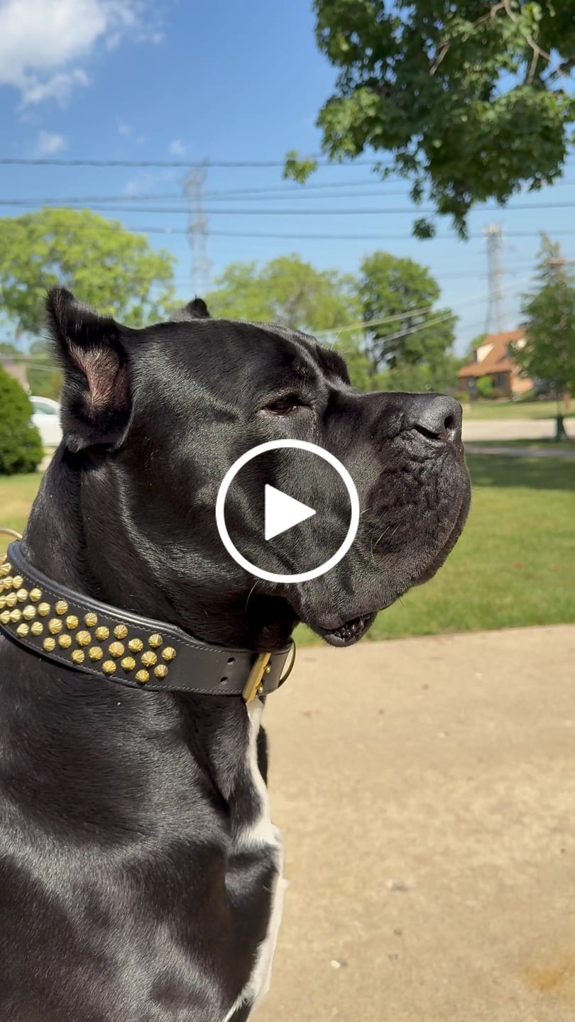 Customer video review of Hand Made Leather Dog Collar - Ruthless Black & Brass (Wide Fit)