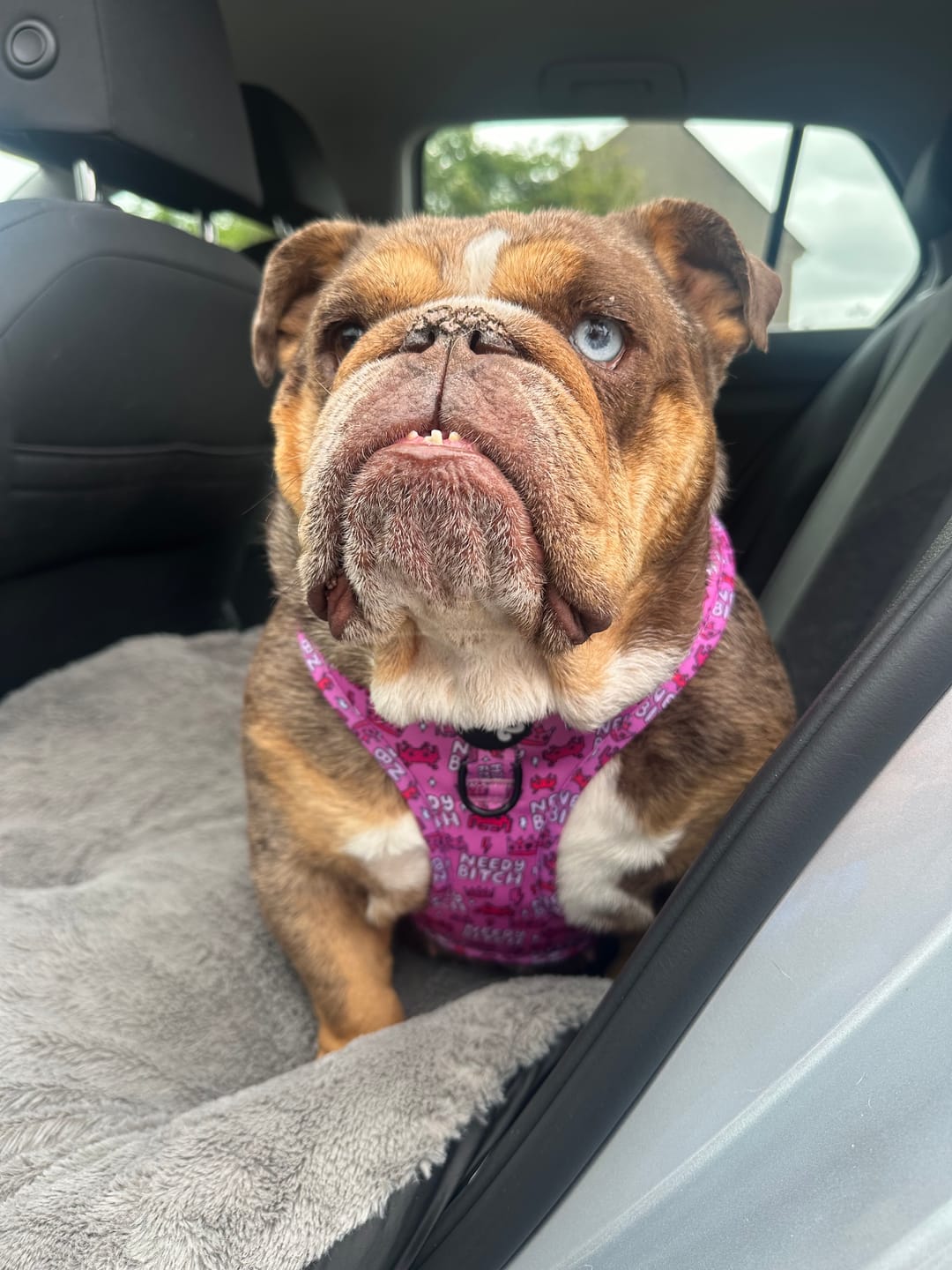 Customer photo review of Needy bitch harness