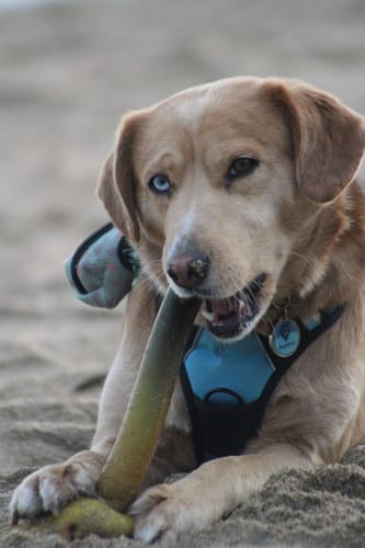 Customer photo review of Placa Azul Mix