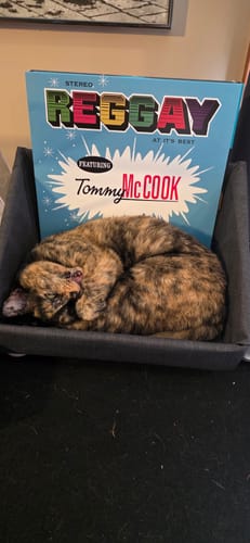 Customer photo review of Record Roots Tabletop Storage System