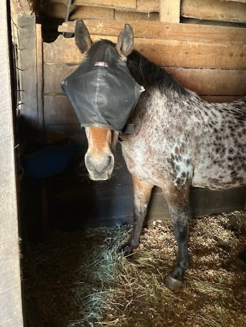 Customer photo review of Recovery Vizor Replacement Fly Mask Jacket